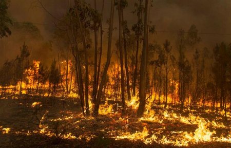 В Португалии бушуют пожары