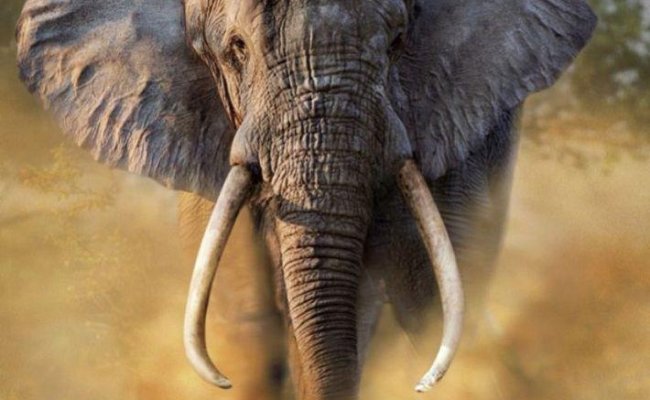 Слон, раздавивший 15 человек, убит в Индии