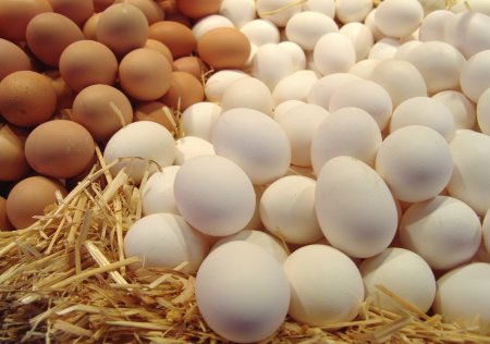 Минсельхозпрод: ядовитых яиц в Беларуси не может быть