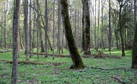 Польша ответила суду Европейского Союза по делу вырубки лесов в Беловежской пуще