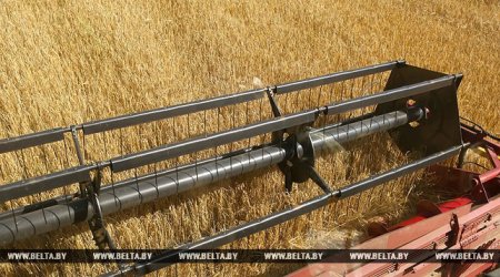 В Беларуси намолотили два миллиона тонн зерна