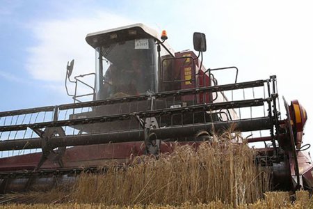 Белорусские аграрии намолотили более 2,5 млн тонн зерна