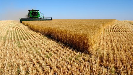 Урожай Беларуси: аграрии намолотили 6 тонн зерна