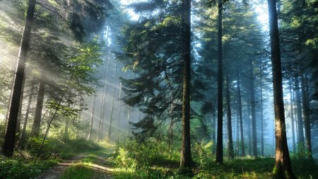 Финские компании планируют инвестиции в деревообрабатывающую отрасль Беларуси