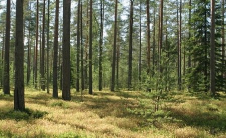 В Витебском районе запретили посещать леса