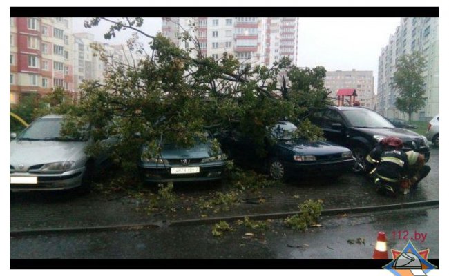Непогода в Минске повалила 25 деревьев: 17 автомобилей и 2 здания оказались повреждены