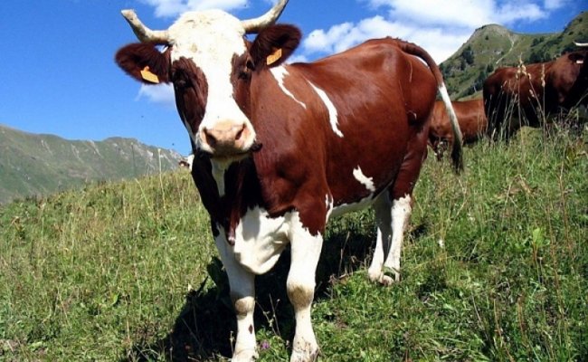 Беларусь поможет Молдове в создании молочно-товарного животноводческого комплекса