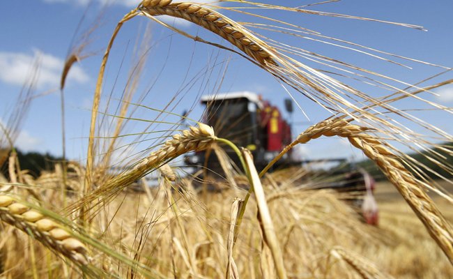 Уборочная кампания обещает принести около 10 млн т зерновых