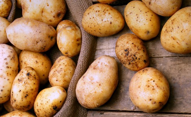 Урожай картофеля в Минской области превышает прошлогодние показатели