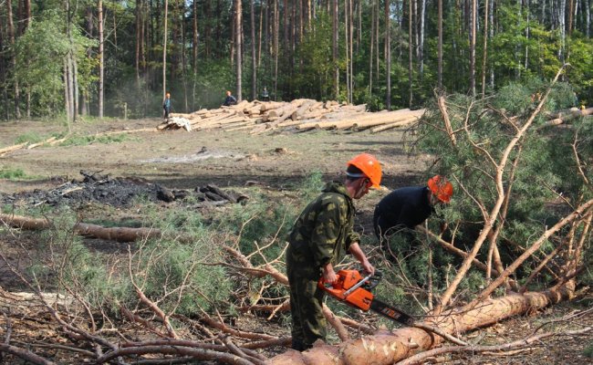 В Мозырском районе упавшее дерево убило человека