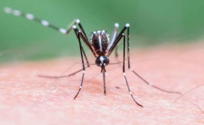 В Беларусь за январь-август 11 раз «импортировали» малярию