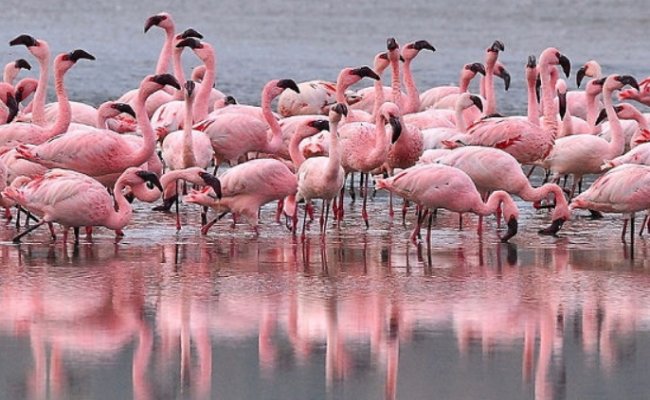 Экс-директор Минского зоопарка незаконно продал 23 фламинго