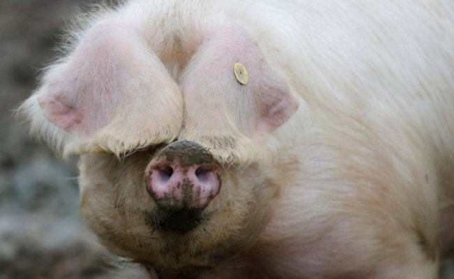 Беларусь ограничивает ввоз свинины из Львовской области из-за чумы свиней