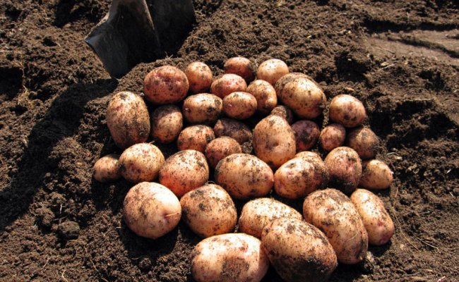 В Республике завершается сезон уборки картофеля