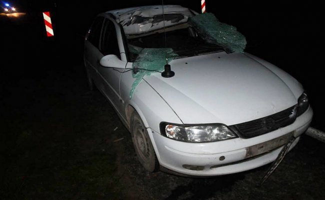 В Ивьевском районе автомобиль столкнулся с лосем, есть погибший