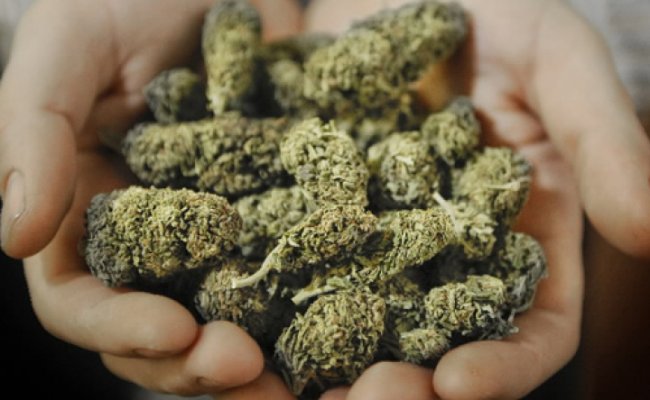 МВД Беларуси ответило на петицию о легализации марихуаны