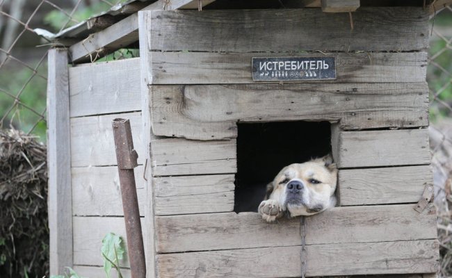 Россия с Беларусью ужесточат ответственность за издевательства над животными