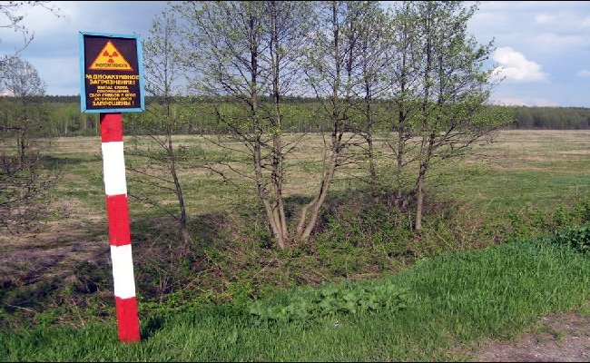 Почти 2 тысячи гектаров радиационно опасных земель в Гомельской области будут использоваться хозяйствами