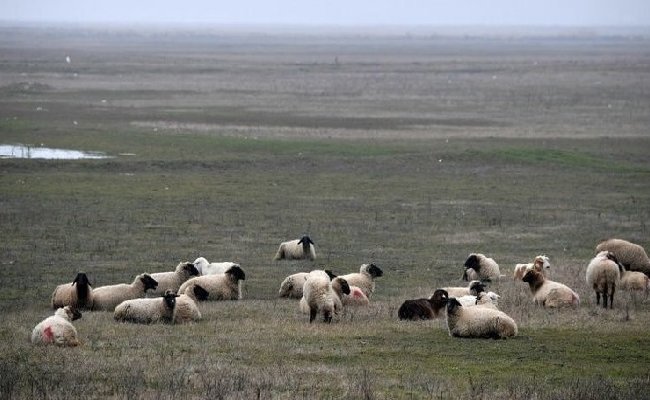Овцы разрушили систему защиты НАТО от баллистических ракет в Румынии