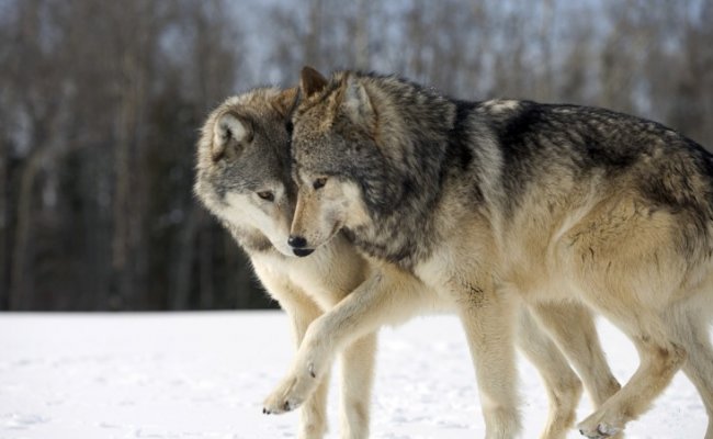 В Витебской области волки терроризируют людей