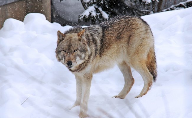 Приграничные деревни страдают от нашествия волков