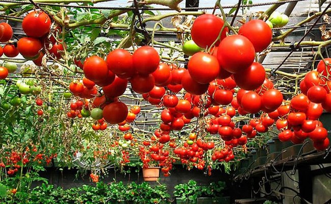 Россельхознадзор может запретить ввоз томатов из Беларуси