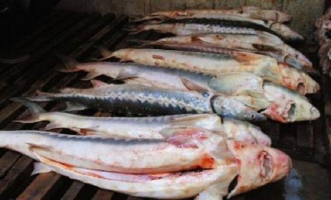 Ветслужба и таможня пресекли попытку незаконного ввоза мяса и рыбы из России