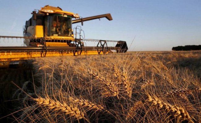 В Беларуси планируют собрать больше 8 миллионов тонн зерна