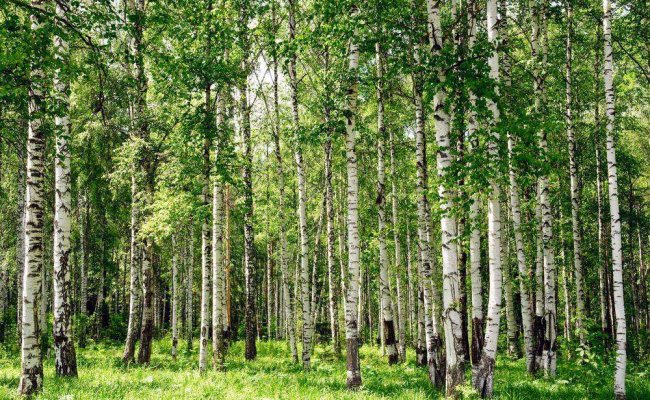 В Беларуси высадили более 31 тысячи гектаров леса