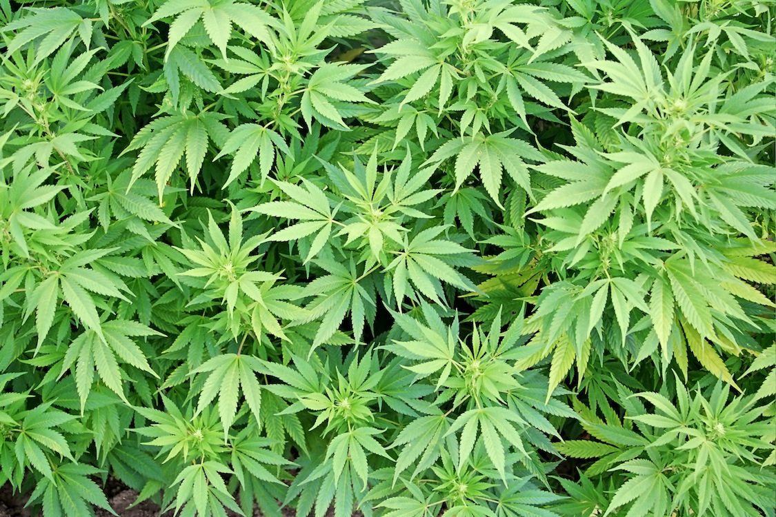 В беларуси легализовали марихуану как официально выращивать коноплю