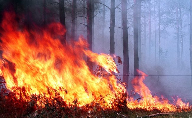 Военные и авиация МЧС совместно тушат пожар на полигоне под Барановичами