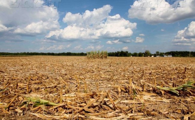 Засуха убила около 5% посевов сельхозкультур – Минсельхозпрод