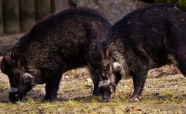Польша отказалась от идеи строительства забора на границе с Беларусью