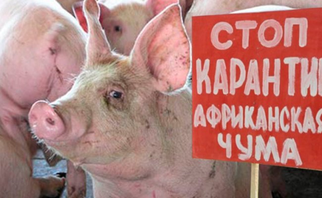 Беларусь запретила ввоз птицы и свиней из 2-х областей РФ