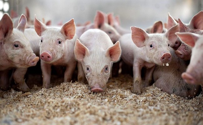 Беларусь усилит контроль за ограничением на ввоз свинины из России