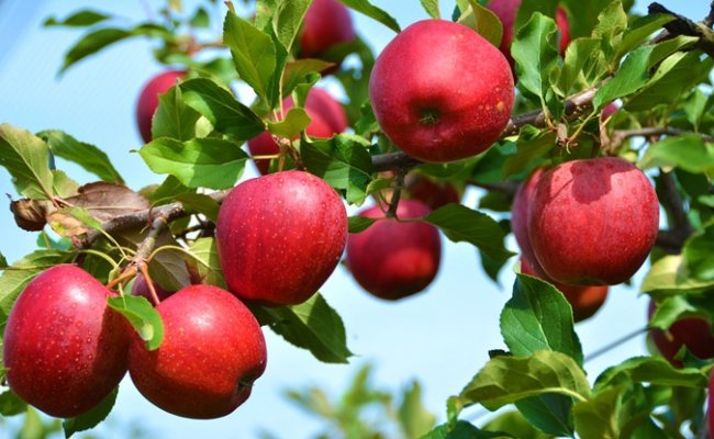 Беларусь вошла в тройку лидеров по импорту украинских яблок