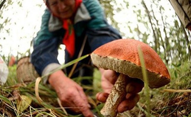 Ушедшую за грибами пенсионерку из Дрогичинского района нашли на 12 сутки
