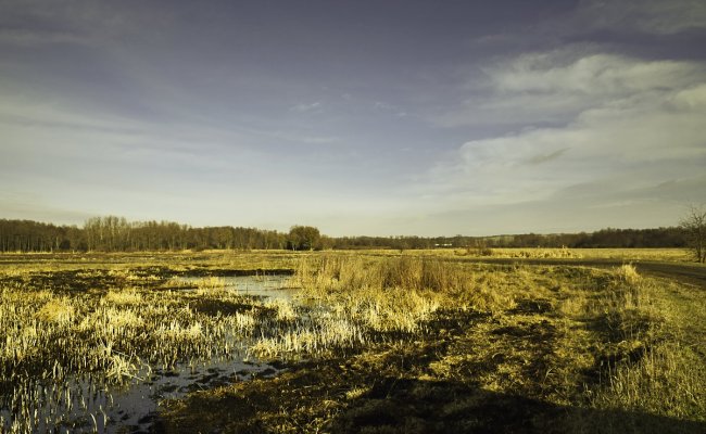 В Беларуси восстановят 12 тысяч га лесных торфяников