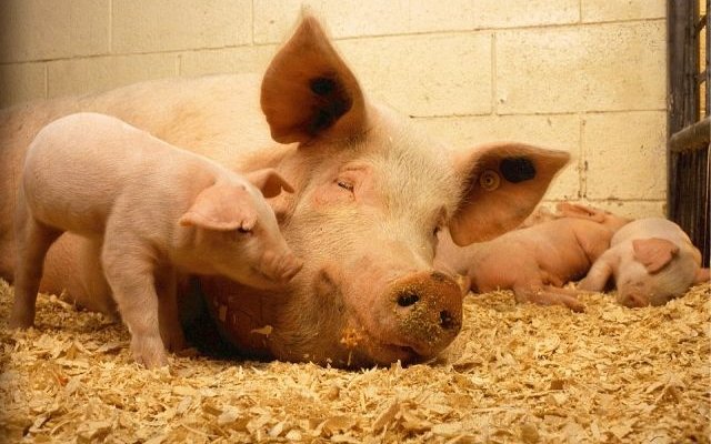 Свинокомплекс в Ружанах отказались строить вблизи санатория
