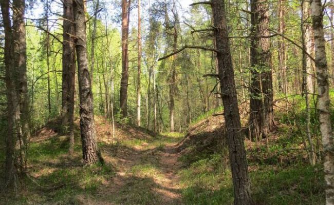 Белорусам запретили посещать леса в Витебской области
