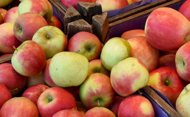Белорусский перевозчик пытался ввезти на территорию РФ 80 тонн санкционных яблок и нектаринов