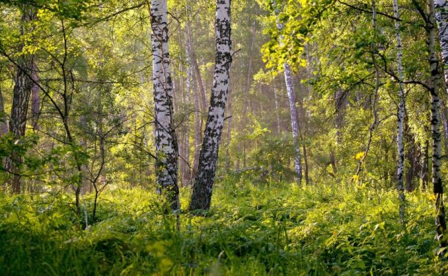 Белорусам запрещено посещать леса в 21-м районе страны