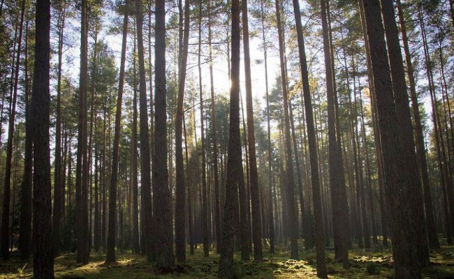 Запрет на посещение лесов снят в четырех областях Беларуси