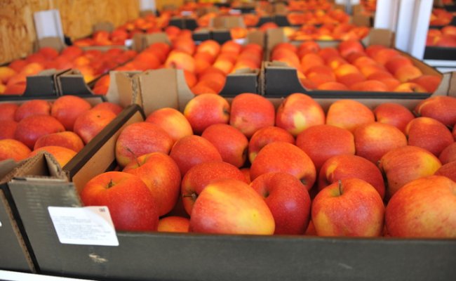Россельхознадзор отменяет ограничения на поставки яблок из Беларуси