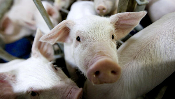 Беларусь запретила ввозить на территорию страны свинину из Сербии из-за АЧС