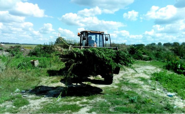 В Брестской области правоохранители уничтожили более 700 кг конопли