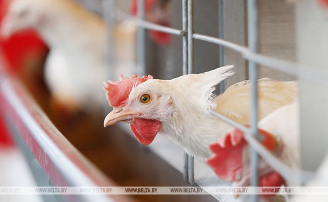 Беларусь ограничит ввоз птицы из Словакии и Чехии из-за птичьего гриппа