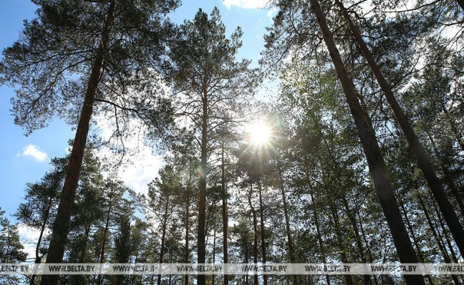В 72 районах Беларуси введён запрет на посещение лесов