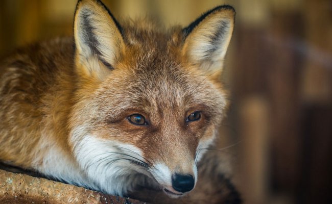 В одной из деревень Пинского района ввели карантин из-за бешеной лисы