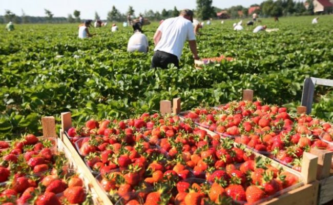 В Польше смягчили карантин для сезонных работников из Беларуси